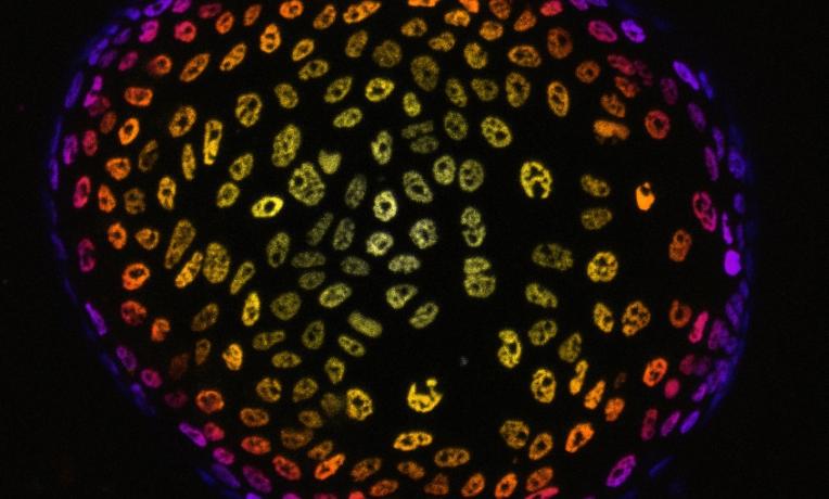 Cover image of Mini organs in a dish Cover image of Mini organs in a dish