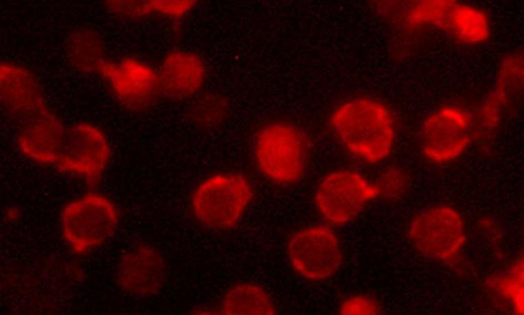 Cover image of Nanotechnology to help rebuild bodies and detect disease Cover image of Nanotechnology to help rebuild bodies and detect disease