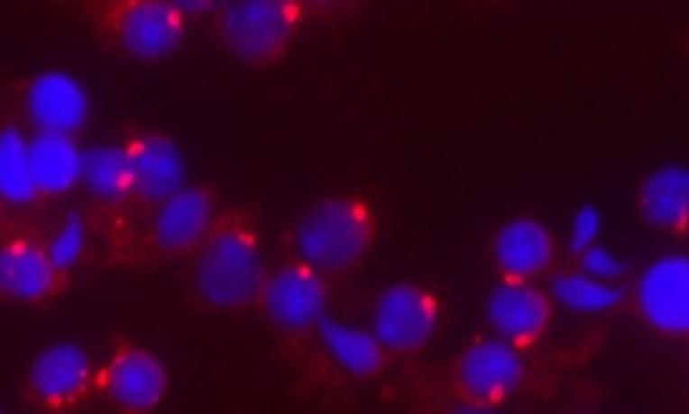 Cover image of Unveiling how our genome is protected Cover image of Unveiling how our genome is protected