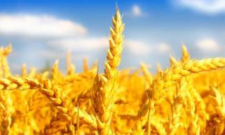 Cover image of Getting to the roots of better crops