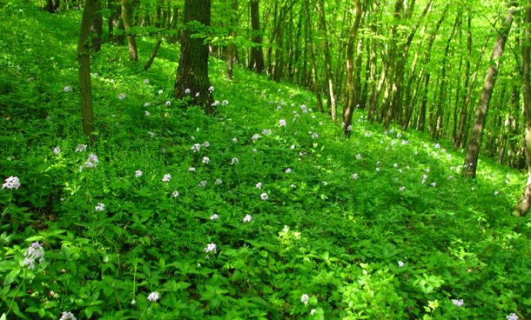 Cover image of Exploring the history of Central European forests