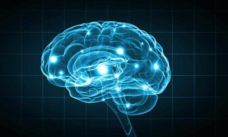 Cover image of How did human brains get so large? 