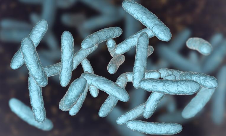Cover image of Microbiota: a cure for obesity? Cover image of Microbiota: a cure for obesity?