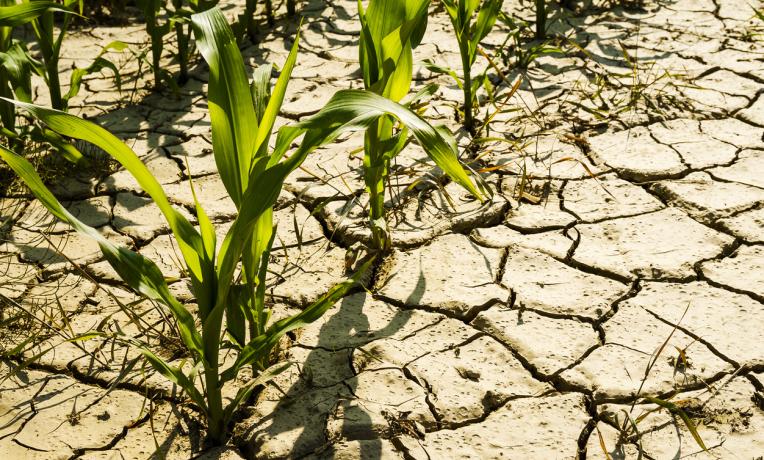 Cover image of How do you make plants drought-resistant without stunting growth?