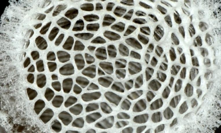 Cover image of Sponge enzymes: nature’s little bio-builders Cover image of Sponge enzymes: nature’s little bio-builders