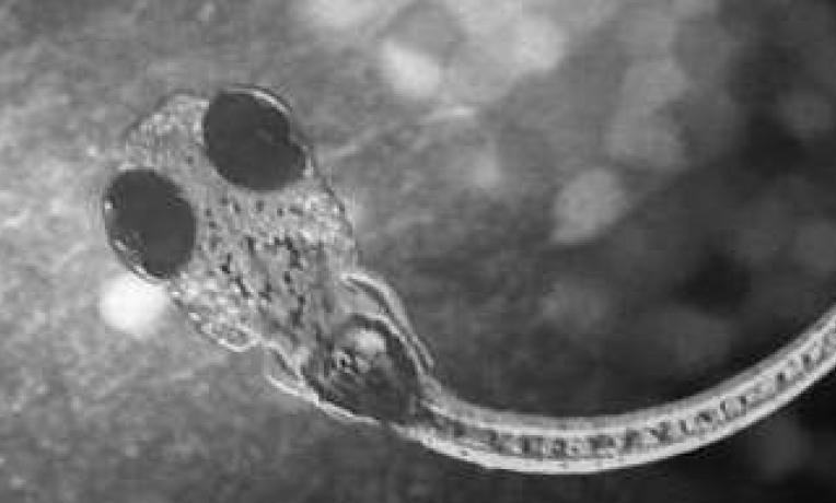 Cover image of What can zebrafish larvae tell us about the function of the brain?