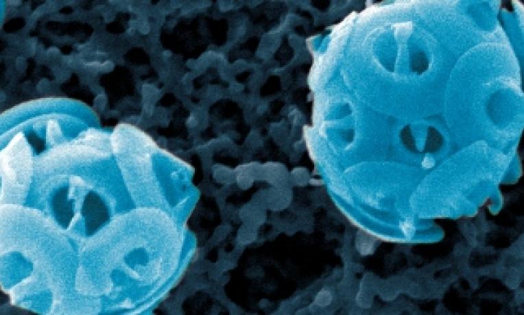 Cover image of Marine algae reveal close link between past climate and CO2