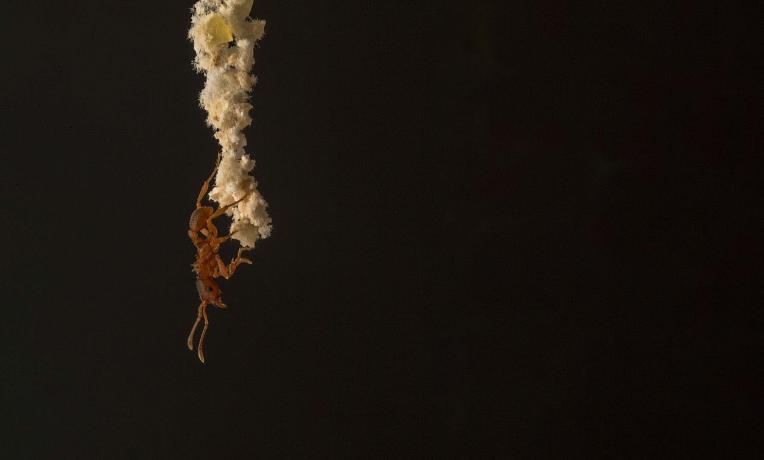 Cover image of Leafcutter ants’ lessons for sustainability 