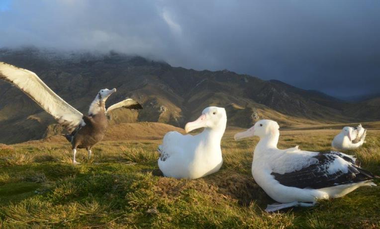 Cover image of Enlisting albatrosses to fight illegal fishing Cover image of Enlisting albatrosses to fight illegal fishing