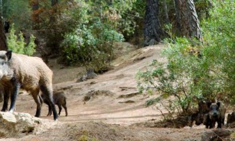 Cover image of In the footsteps of Darwin: pigs DNA sheds light on evolution and selection
