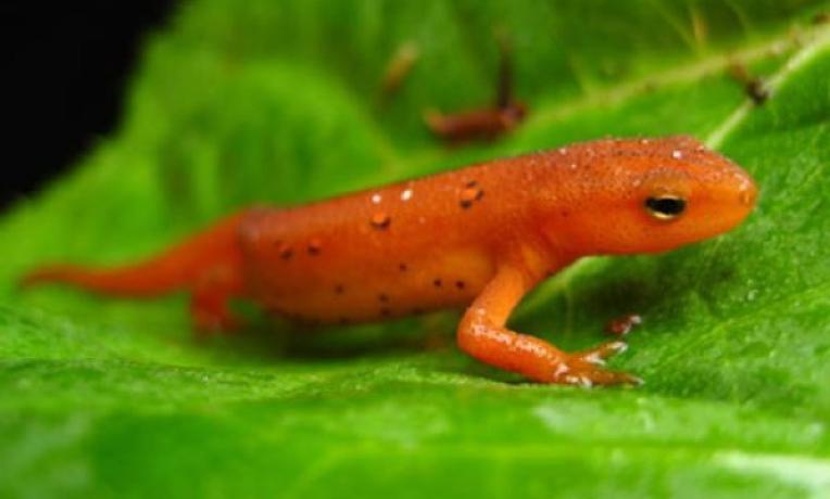 Cover image of Salamanders: unearthing the mystery of limb regeneration Cover image of Salamanders: unearthing the mystery of limb regeneration