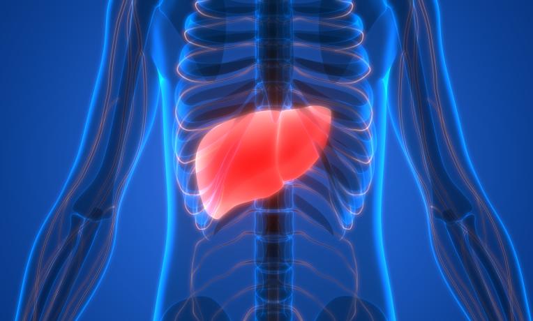 Cover image of Shut up and heal - possible strategy to cure sick livers Cover image of Shut up and heal - possible strategy to cure sick livers