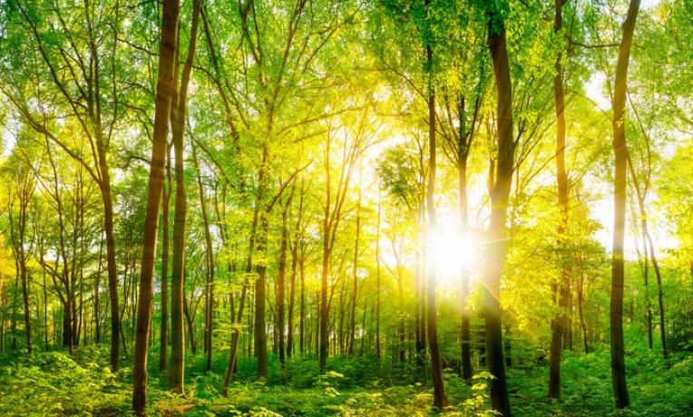 Cover image of Richer understanding of terrestrial carbon cycles aids more accurate climate change modelling