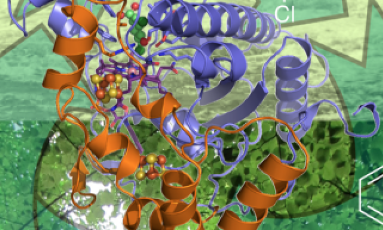 Cover image of Major breakthrough could help detoxify pollutants Cover image of Major breakthrough could help detoxify pollutants