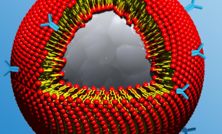 Cover image of Nanoparticles, a trap against cancer Cover image of Nanoparticles, a trap against cancer