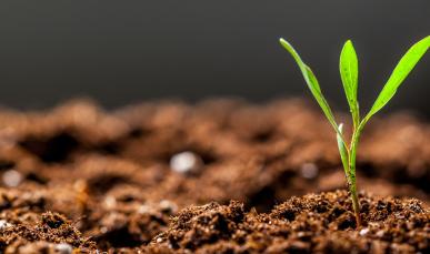Cover image of Plant Health: why research is so important