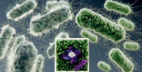 Antimicrobial peptides forming pore in bacterial membrane, killing them