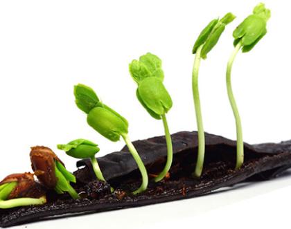 Cover image of Listening to jet-lagged plants