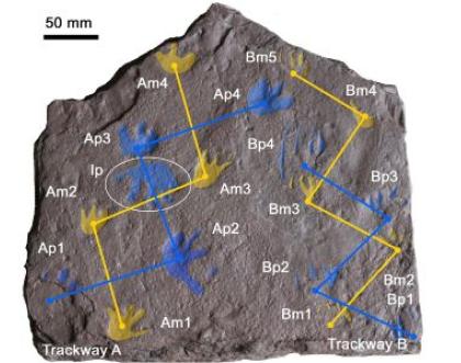 355 million-year-old footprints rewrite the history of backboned land animals 355 million-year-old footprints rewrite the history of backboned land animals