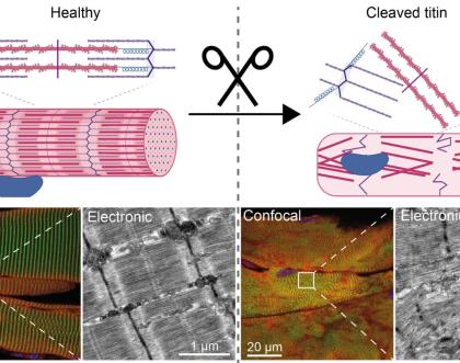 New method developed to study mechanical proteins linked New method developed to study mechanical proteins linked