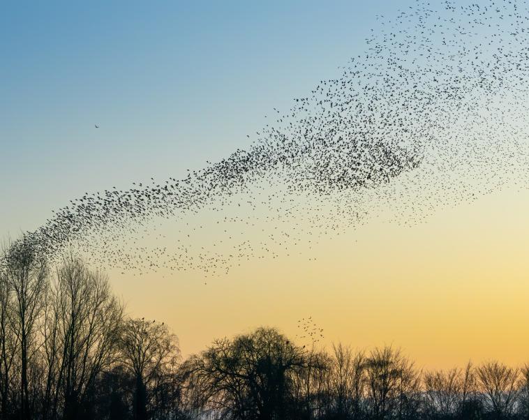Cover image of How do birds navigate?
