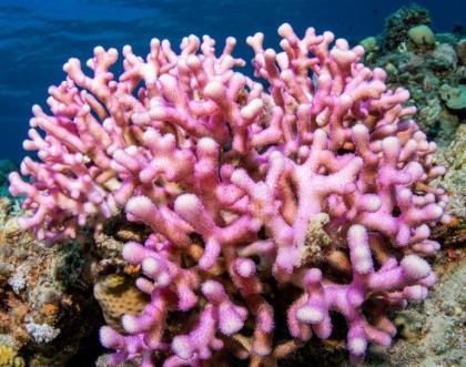 Cover image of New hope for coral reefs Cover image of New hope for coral reefs