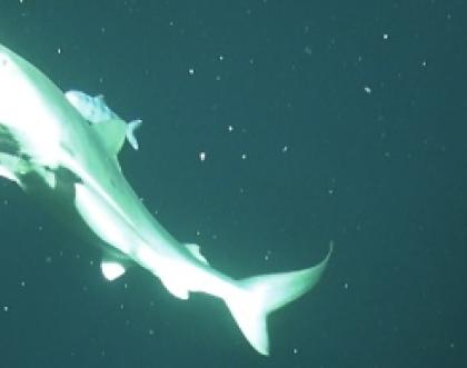 Cover image of Back from the depths of Whittard Submarine Canyon