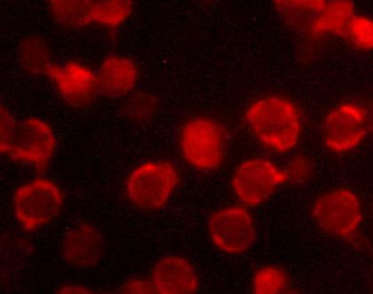 Cover image of Nanotechnology to help rebuild bodies and detect disease