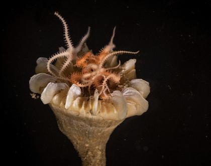 Cover image of From Tenerife to Trinidad: corals and climate change in the abyss
