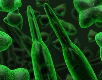Cover image of Tiny fossils can lead to huge gains in understanding
