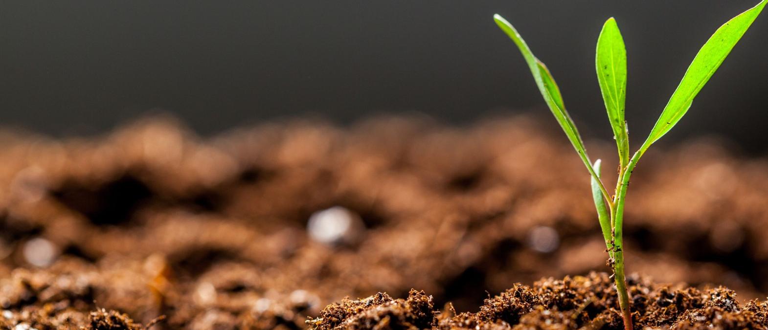 Cover image of Plant Health: why research is so important Cover image of Plant Health: why research is so important