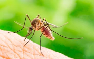 Cover image of A new approach to stopping malaria