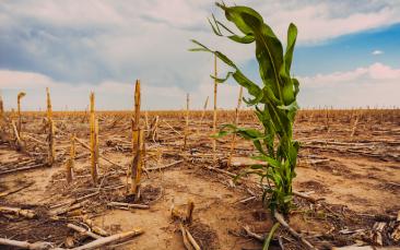 Cover image of Creating a new generation of climate-resilient crops