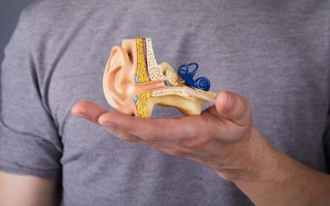 From hair cells to hearing loss