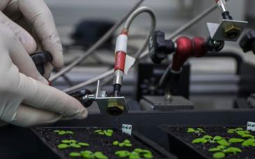 How plants ‘remember’ heat stress to develop tolerance
