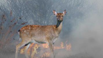 Wildfire Recovery: Lessons from Animals 