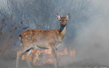 Wildfire Recovery: Lessons from Animals 