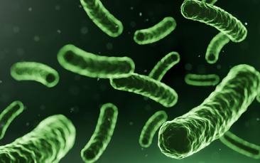 Investigating the microbe communities that colonise plant roots