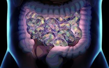 Organ-on-a-chip yields insights into gut permeability