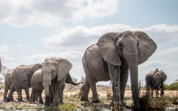 Understanding bone adaptation in heavy animals