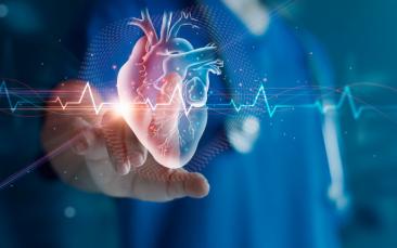 A virtual simulator of the human heart