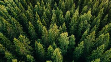 Understanding global tree mortality