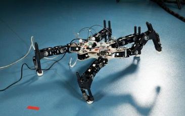 Cover image of Taking inspiration from the animal world to lay the groundwork for more resilient and adaptive robots