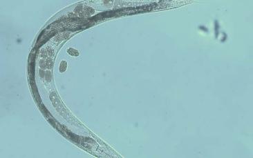 Cover image of Long-lived worms hold the secret for healthy ageing in humans