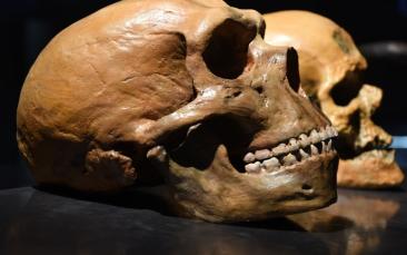 Cover image of Speeding up the process of dating ancient bones