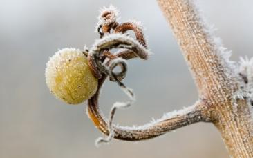Cover image of Heat transfer theory explains sudden cold snaps