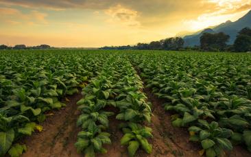 Cover image of Engineered plants could be green chemical factories of the future