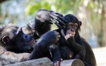 Cover image of What chimps can teach us about social bonding