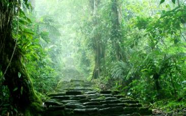 Cover image of Mysteries unravelled: The unique plant-insect food web of tropical forests