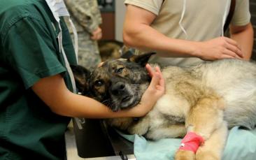 Cover image of Danish dogs to receive virus-inspired cancer vaccine treatment